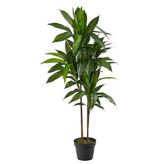 43in. Dracaena Silk Plant (Real Touch)