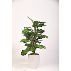 42" Hosta Plant in Round White Planter