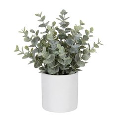 Boxwood Sage Plant In Concrete Pot