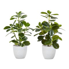 Artificial Plant, 14" Tall, Ficus, Indoor, Faux, Table, Greenery, Set Of 2
