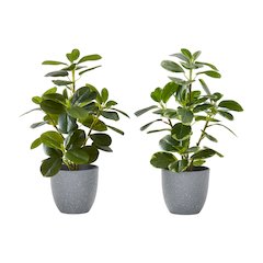 Artificial Plant, 14" Tall, Ficus, Indoor, Faux, Table, Greenery, Set Of 2