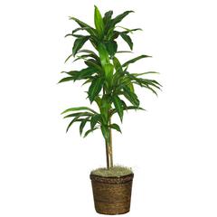 48in. Dracaena with Basket Silk Plant (Real Touch)