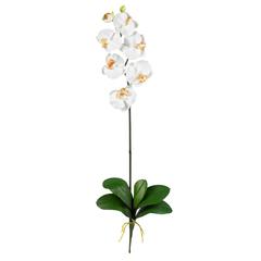 Phalaenopsis Stem (Set of 6)