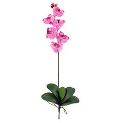 Phalaenopsis Stem (Set of 6)