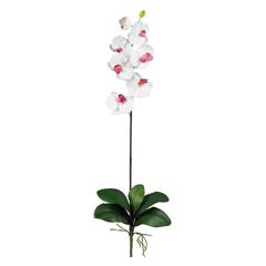 Phalaenopsis Stem (Set of 6)