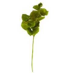 29in. Lotus Artificial Leaf (Set of 12)