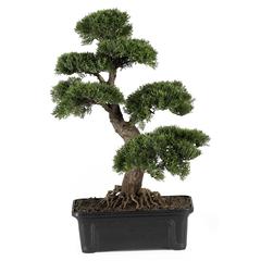 24in. Cedar Bonsai Silk Plant