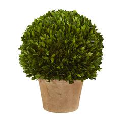 15in. Boxwood Ball Preserved Plant in Planter