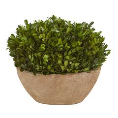 12in. Boxwood Preserved Plant in Oval Planter