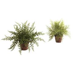 Fern with Decorative Planter (Set of 2)