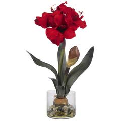 Amaryllis with Round Vase