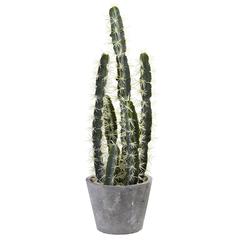 Decorative Cactus Garden with Cement Planter