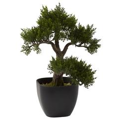 15in. Cedar Bonsai