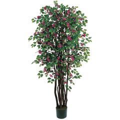 6ft. Bougainvillea Silk Tree