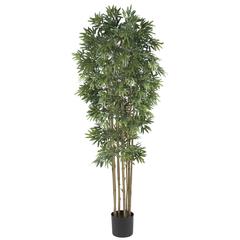 6ft. Bamboo Japonica Silk Tree
