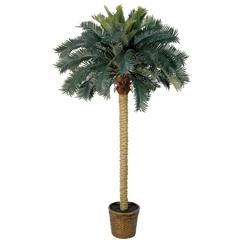 6ft. Sago Palm Silk Tree
