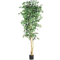 7ft. Ficus Silk Tree