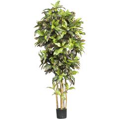6ft. Croton Silk Tree