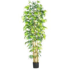 7ft. Bambusa Bamboo Silk Tree
