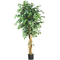 6ft. Palace Style Ficus Silk Tree