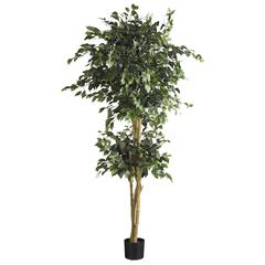 6ft. Double Ball Ficus Silk Tree