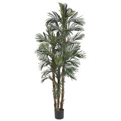 6ft. Robellini Palm Silk Tree