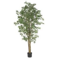 6ft. Japanese Maple Silk Tree