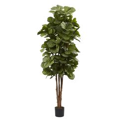 6ft. Fiddle Leaf Fig Tree