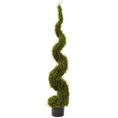 4ft. Mohlenbechia Spiral Tree