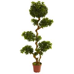 5ft. Pittosporum UV Resistant (Indoor/Outdoor)