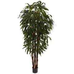6ft. Raphis Palm Tree