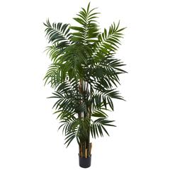 6ft. Bulb Areca Palm Tree