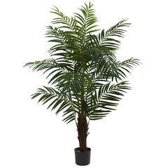 5ft. Areca Palm Tree
