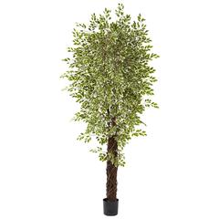 7.5ft. Variegated Mini Ficus Tree