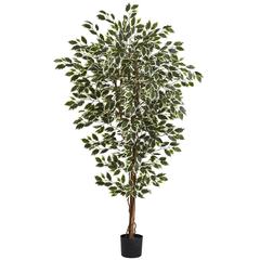 6ft. Hawaiian Ficus Tree