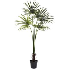 7ft. Fan Palm Tree UV Resistant (Indoor/Outdoor)
