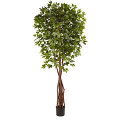 7.5ft. Super Deluxe Ficus Tree