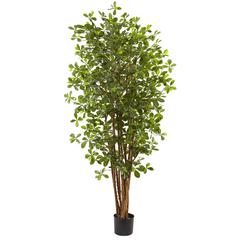 6ft. Black Olive Silk Tree