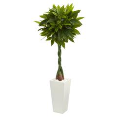 5.5ft. Money Artificial Tree in White Tower Planter (Real Touch)