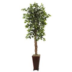6.5ft. Ficus with Decorative Planter
