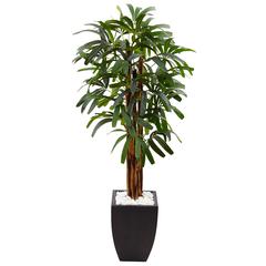 5.5ft. Raphis Palm Artificial Tree in Black Planter