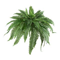 48in. Boston Fern (Set of 2)