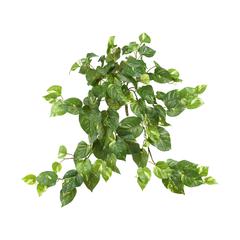 30in. Pothos Hanging Bush (Set of 3)