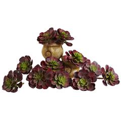 6in. Echeveria Succulent (Set of 12)