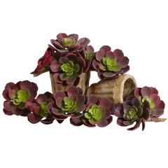 5in. Echeveria Succulent Plant (Set of 12)