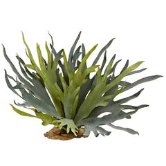 21in. Staghorn Fern (Set of 2)