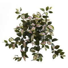 21in. Hoya Hanging Bush (Set of 4)
