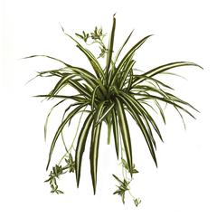 23in. Spider Plant Bush (Set of 4)