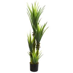 4.5ft. Dracaena Plant