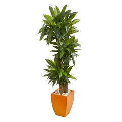 5.5ft. Dracaena Plant in Orange Square Planter (Real Touch)